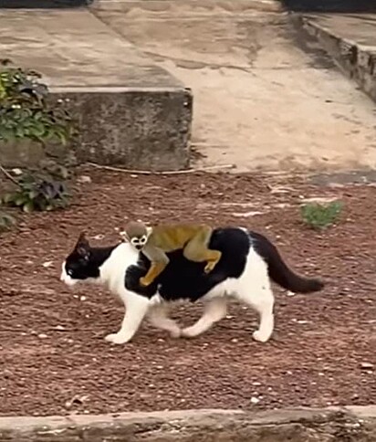 O gatinho está passeando enquanto o macaco está em suas costas.