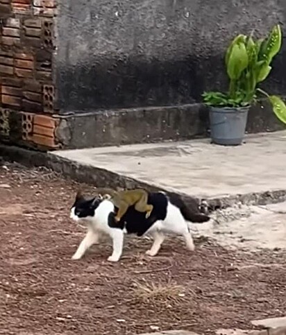 O gato está na rua enquanto o macaco passeia em sua garupa.