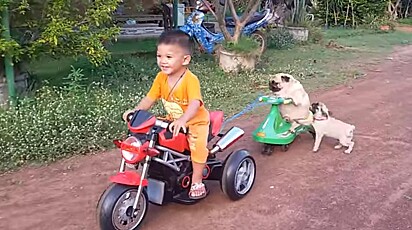 O cachorrinho está tentando subir na moto.