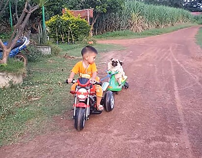 Os dois pugs estão sentados passeando com moto elétrica.