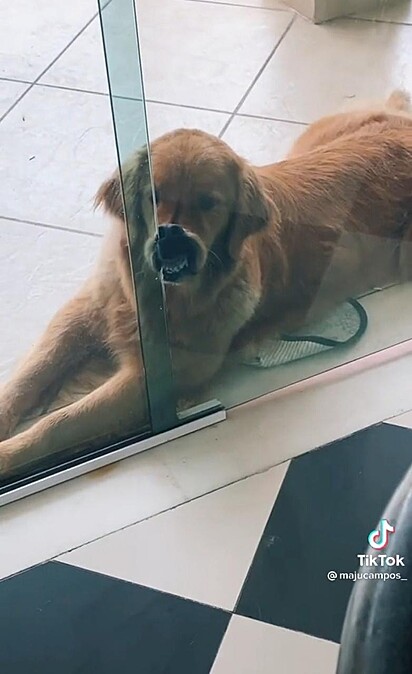 A cachorra está mostrando os dentes com o rosto colado na porta de vidro.
