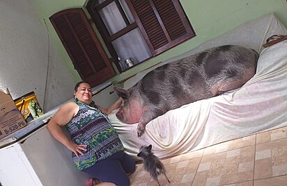 A porca está deitada no sofá ao lado de Rosângela