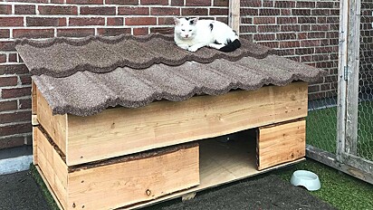 Família constrói casa para conquistar confiança de gato que apareceu em seu quintal