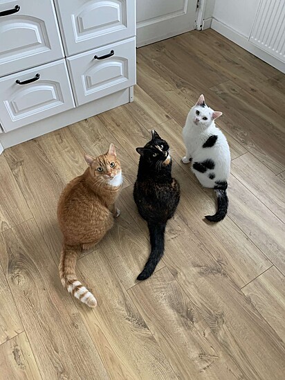 Gerrie, Loki e Ziggy estão juntos dentro de casa