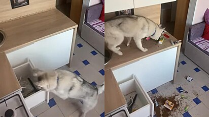 Câmera flagra momento em que cão faz bagunça na cozinha.