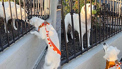 Cachorros fazem amizade pelo portão e passam a brincar juntos.