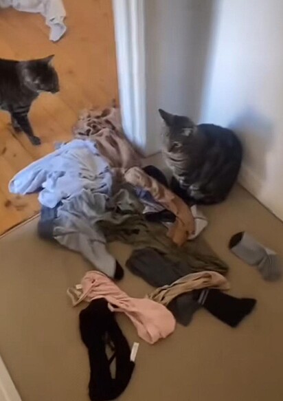 Luna e outro gato da família em meio ao ninho de roupas.
