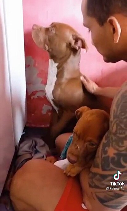 O pitbull está evitando olhar para o tutor com a cachorrinha no colo.