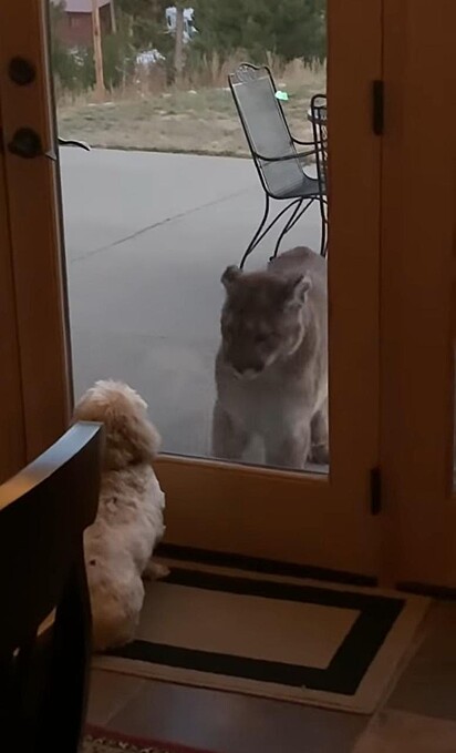 Cão e pantera estão se encarando pelo vidro.