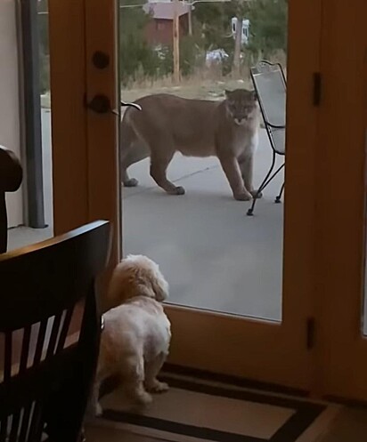 Leão da montanha se aproxima de porta de vidro para tentar cheirar cachorro.