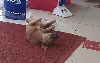 Cachorro caramelo está deitado de barriga para cima no tapete