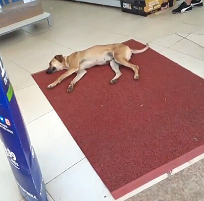 Cão está deitado tranquilamente aproveitando o ar-condicionado