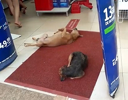 Dois cães estão deitados no tapete