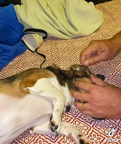 Cachorrinha está deitada enquanto tutor limpa seu ouvido.