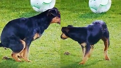 Cachorrinho invade gramado de futebol, faz cocô e sai tranquilamente.