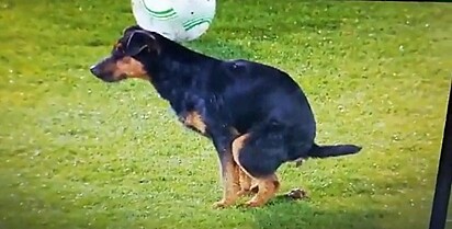 O cachorro está defecando na grama durante a partida.