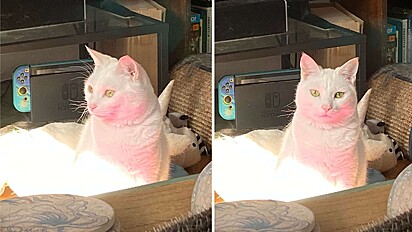 Tutora encontra seu gato com coloração rosa.