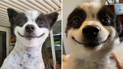 Cachorro chama a atenção por onde passa por estar sempre sorrindo.