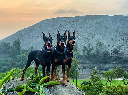 O trio junto em uma montanha.