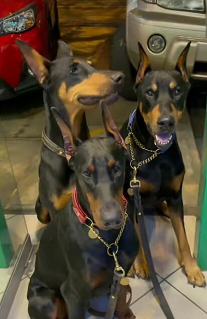 Os três cães estão dentro do banco esperando a tutora sacar o dinheiro.