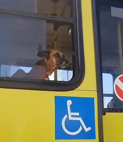 O cão está com a cabeça na janela aproveitando o vento.