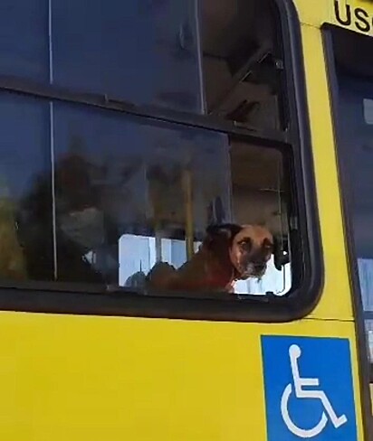 Cachorrinho passeando de ônibus no colo de uma jovem.