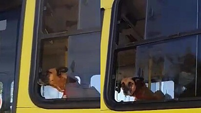 Internauta flagra cão andando de ônibus no Maranhão.