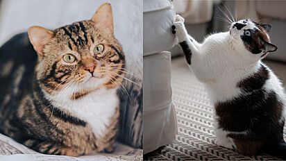 Grupo de pesquisadores brasileiros investiga a preferência de gatos em ONGs para arranhar diferentes tecidos de sofá.