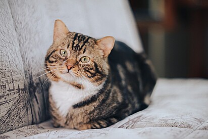 O tipo de textura do tecido utilizado nos móveis da casa influencia o hábito de arranhar dos felinos.