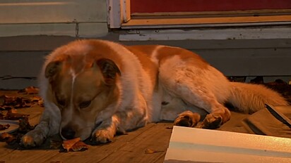 Cãozinho de rua ganha lar temporário e alerta família sobre incêndio em residência.