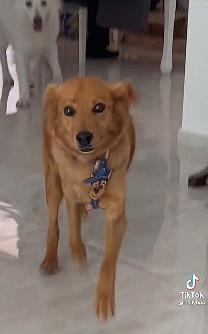O cachorro indo ao encontro da tutora.
