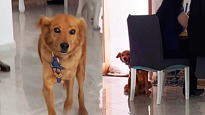 Cão vira-lata caramelo viraliza no TikTok por atender por qualquer nome que chamam ele.