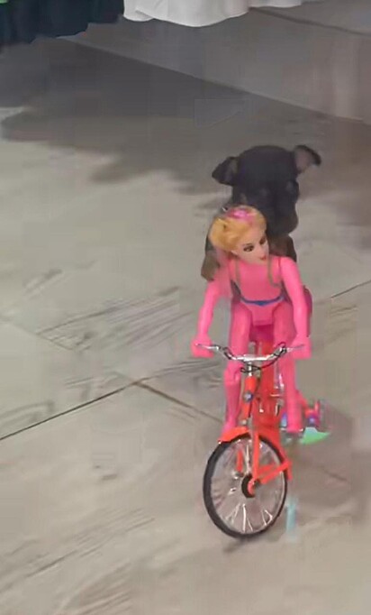 O cãozinho está agarrado na boneca que faz parte da bicicleta de brinquedo.
