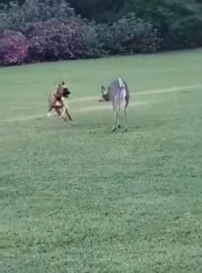 Cervo e boxer estão correndo juntos.