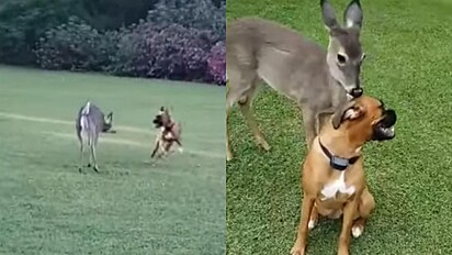 Tutor de cão boxer o flagra correndo pelo quintal com um cervo.