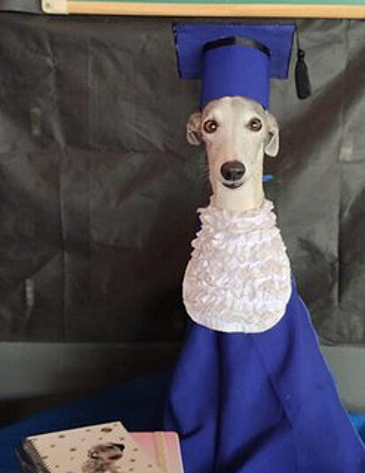 Um cão da raça Whippet está usando uma toga