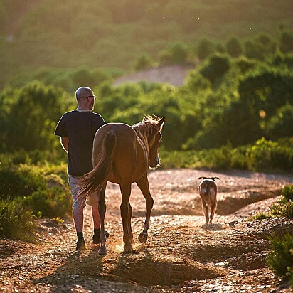 Mert está caminhando ao lado de um cavalo e um cachorro