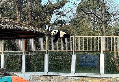 Meng Lau pulando um portão do zoológico.
