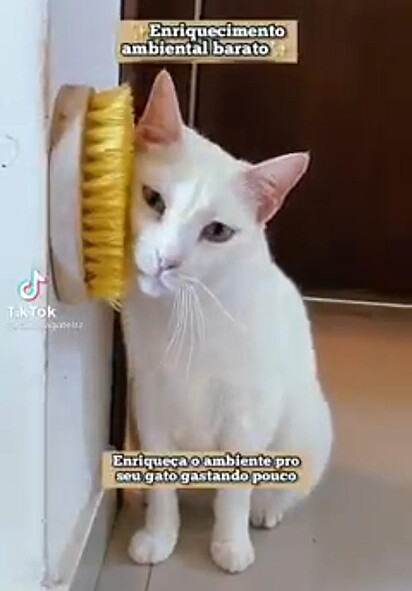 Gatinho branco está esfregando o rosto na escova.