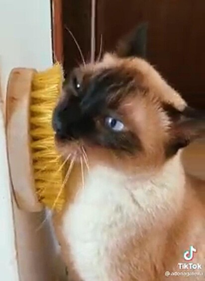 O gato siamês está se esfregando na escova que está fixada na parede.