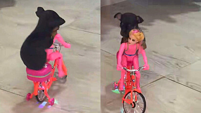 Pinscher andando de bicicleta cor de rosa viraliza na web.
