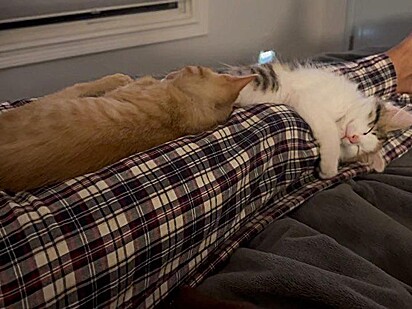 Os gatinhos estão dormindo juntos agora no lar adotivo.