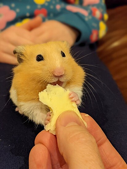O hamster está comendo uma pequena fatia de queijo