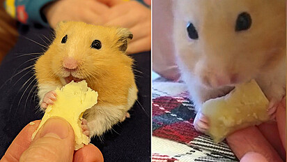 Hamster com paladar refinado só aceita um tipo de queijo para comer