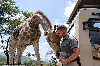 Shandor está dando um beijo em uma girafa.
