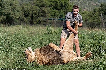 O jovem está fazendo uma massagem na pata do leão que permanece deitado de barriga para cima.