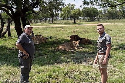 Pai e filho perto de um leão e três leoas.