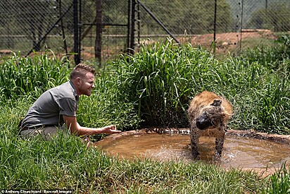 O rapaz está jogando água em uma hiena.