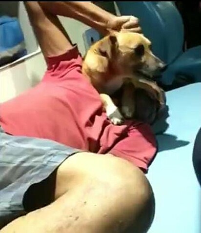 Morador recebeu medicação e foi liberado junto com o cão.