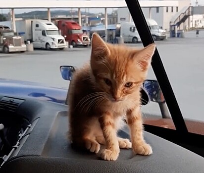 O gatinho ruivo na cabine do veículo.